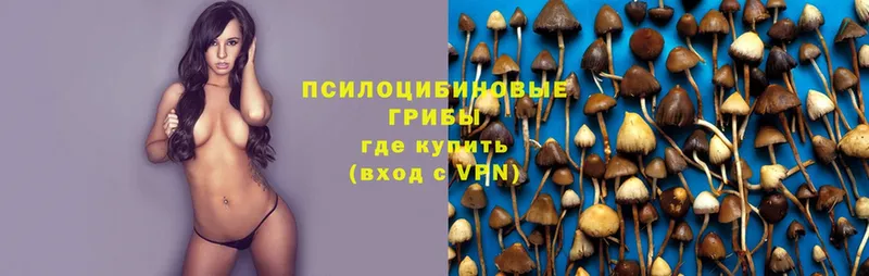 купить закладку  Белая Калитва  Псилоцибиновые грибы Psilocybe 